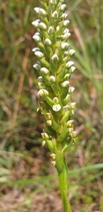 Brownleea parviflora