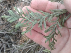 Libocedrus bidwillii