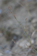 Asperula aristata