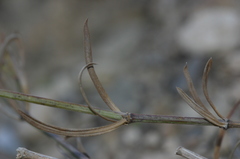 Asperula aristata