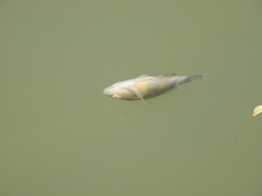 Lepomis auritus