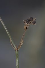 Asperula aristata