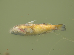 Lepomis cyanellus