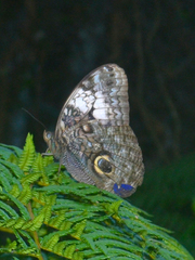 Caligo martia