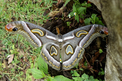 Epiphora rectifascia
