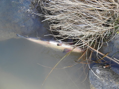 Dorosoma cepedianum