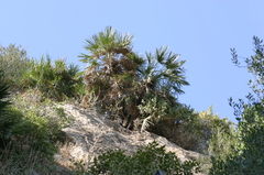 Chamaerops humilis