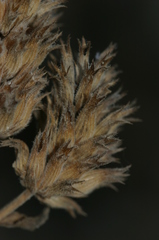 Nepeta algeriensis