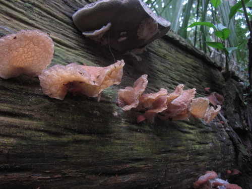Auricularia delicata image