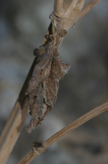 Nepeta algeriensis