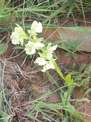Pterygodium hastatum