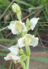 Pterygodium hastatum