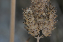 Nepeta algeriensis