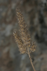 Nepeta algeriensis