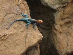 Agama lionotus