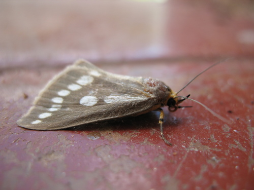 Calesia zambesita