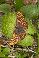 Euphydryas intermedia
