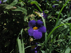 Thunbergia erecta image