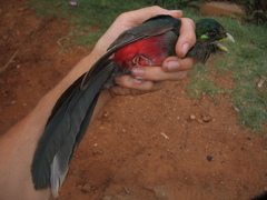 Apaloderma narina
