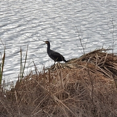 Phalacrocorax carbo