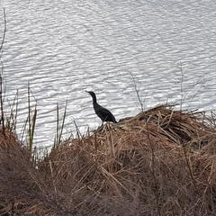 Phalacrocorax carbo