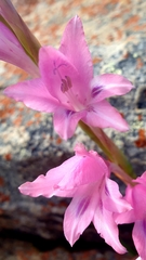 Gladiolus varius