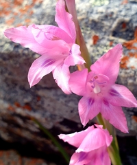 Gladiolus varius