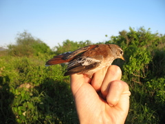 Cercotrichas leucophrys