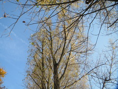 Populus × canadensis