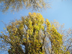Populus × canadensis