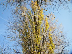 Populus × canadensis