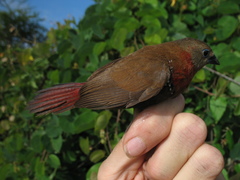 Hypargos niveoguttatus