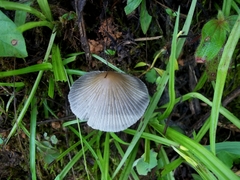 Fungi
