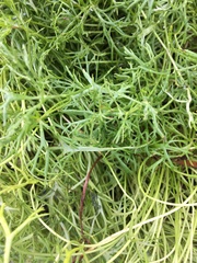 Ranunculus inundatus