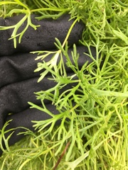 Ranunculus inundatus