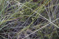 Wahlenbergia albens