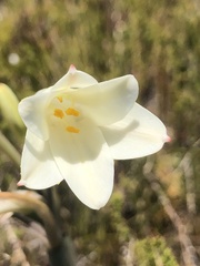Cyrtanthus leucanthus