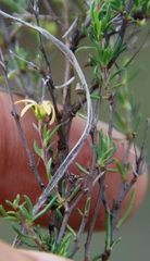 Wahlenbergia albens
