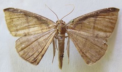 Cimicodes