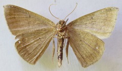Cimicodes