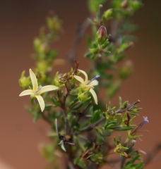 Wahlenbergia albens
