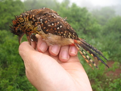 Trachyphonus darnaudii