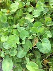 Centella cordifolia