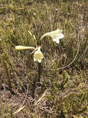 Cyrtanthus leucanthus