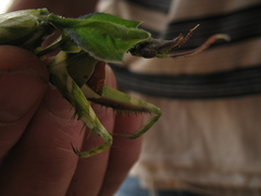 Idolomantis diabolica