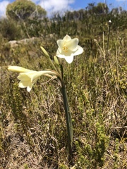 Cyrtanthus leucanthus