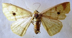 Cirsodes acuminata