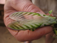 Idolomantis diabolica