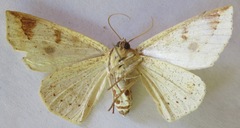 Cirsodes acuminata
