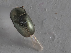 Brassicogethes aeneus